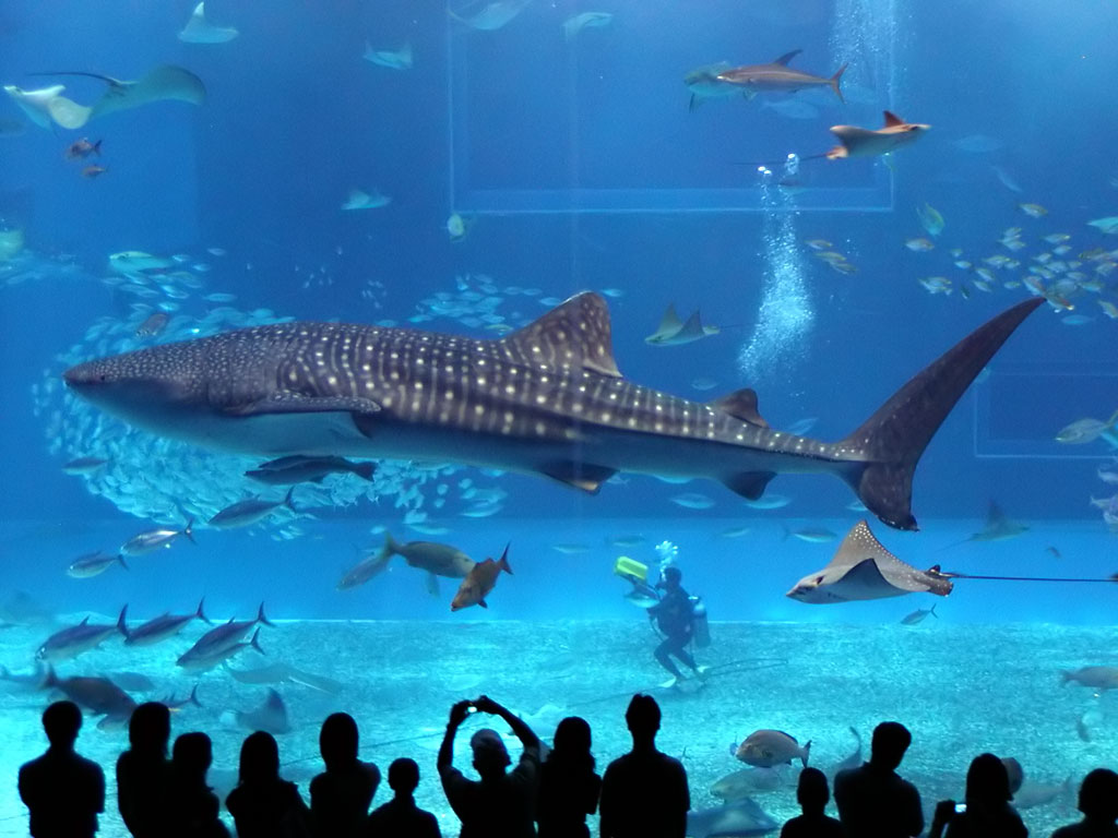 Atlantis Dubai Whale Shark - HD Wallpaper 