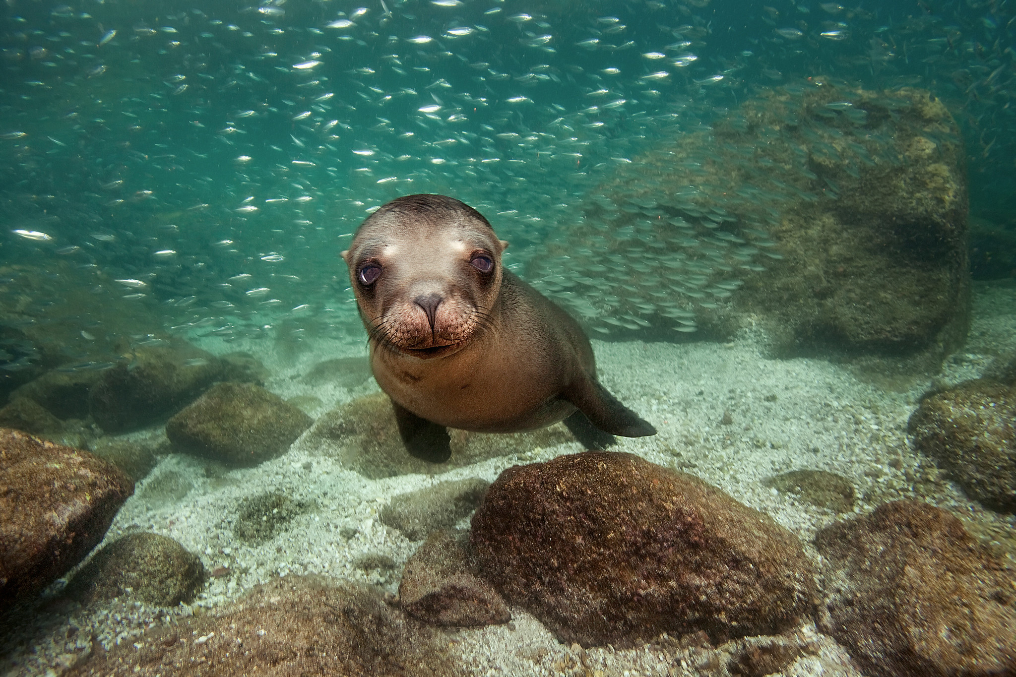 Download Wallpaper Black Sea Lion, Northern Sea Lion, - Baby Sea Lions In The Water - HD Wallpaper 