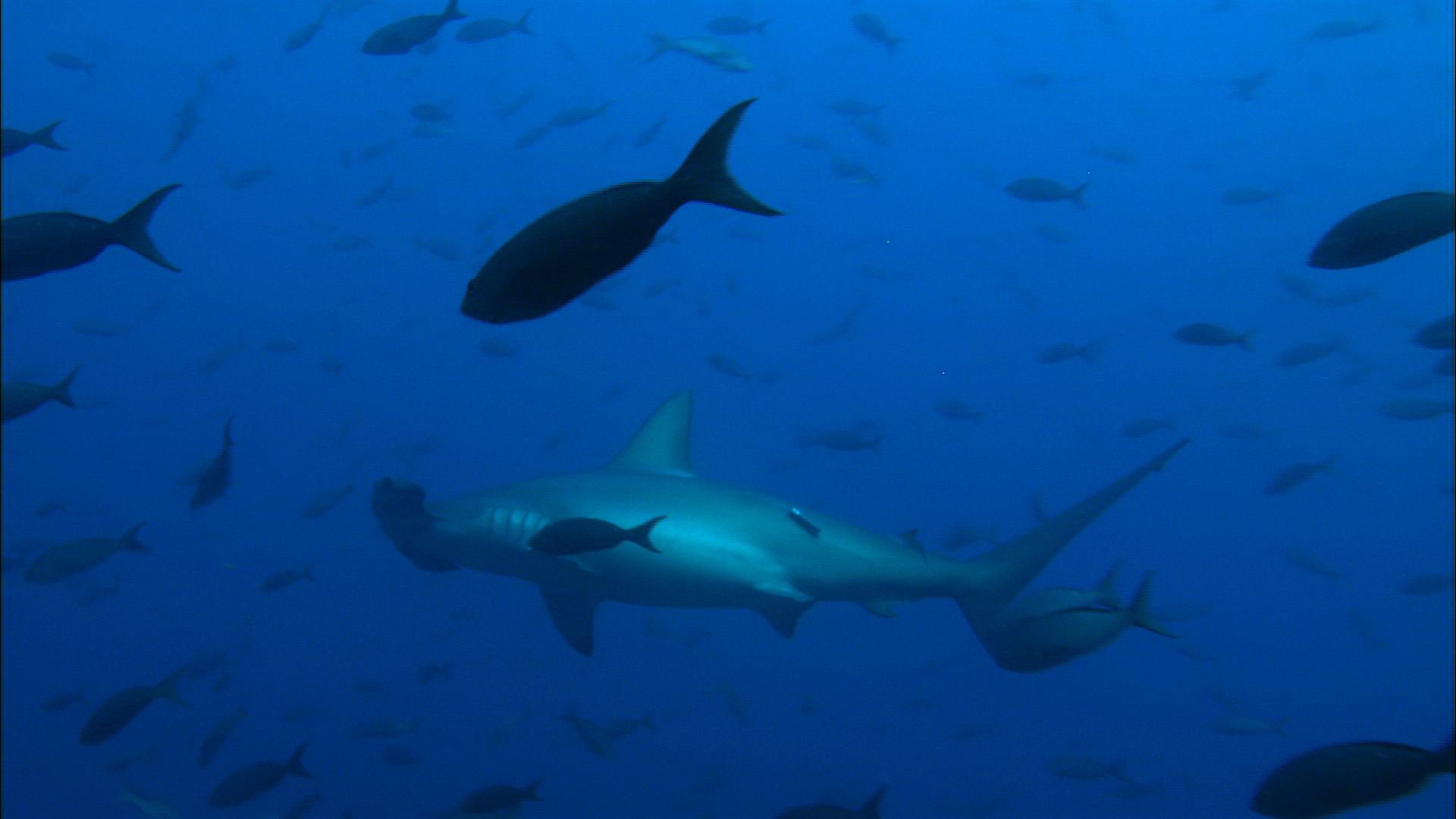 Hammerhead Shark - Palau Micronesia Diving - HD Wallpaper 