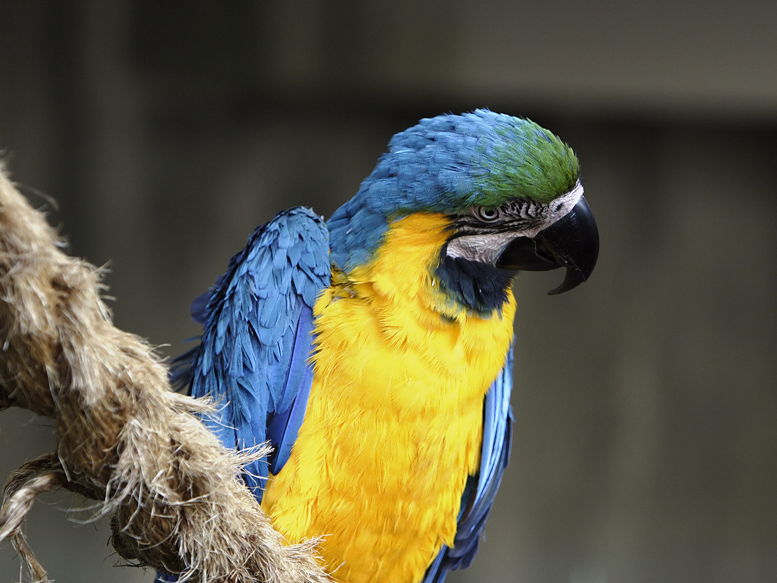 Parrot - HD Wallpaper 