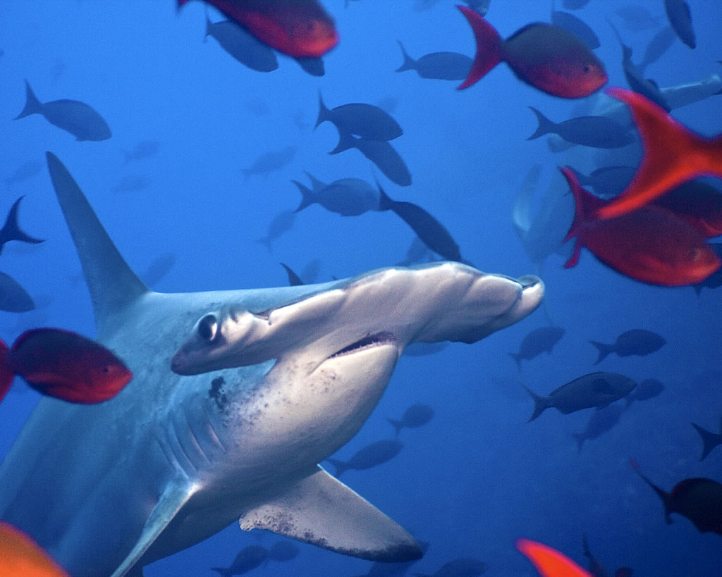 Hammerhead Shark 3d Hd - HD Wallpaper 