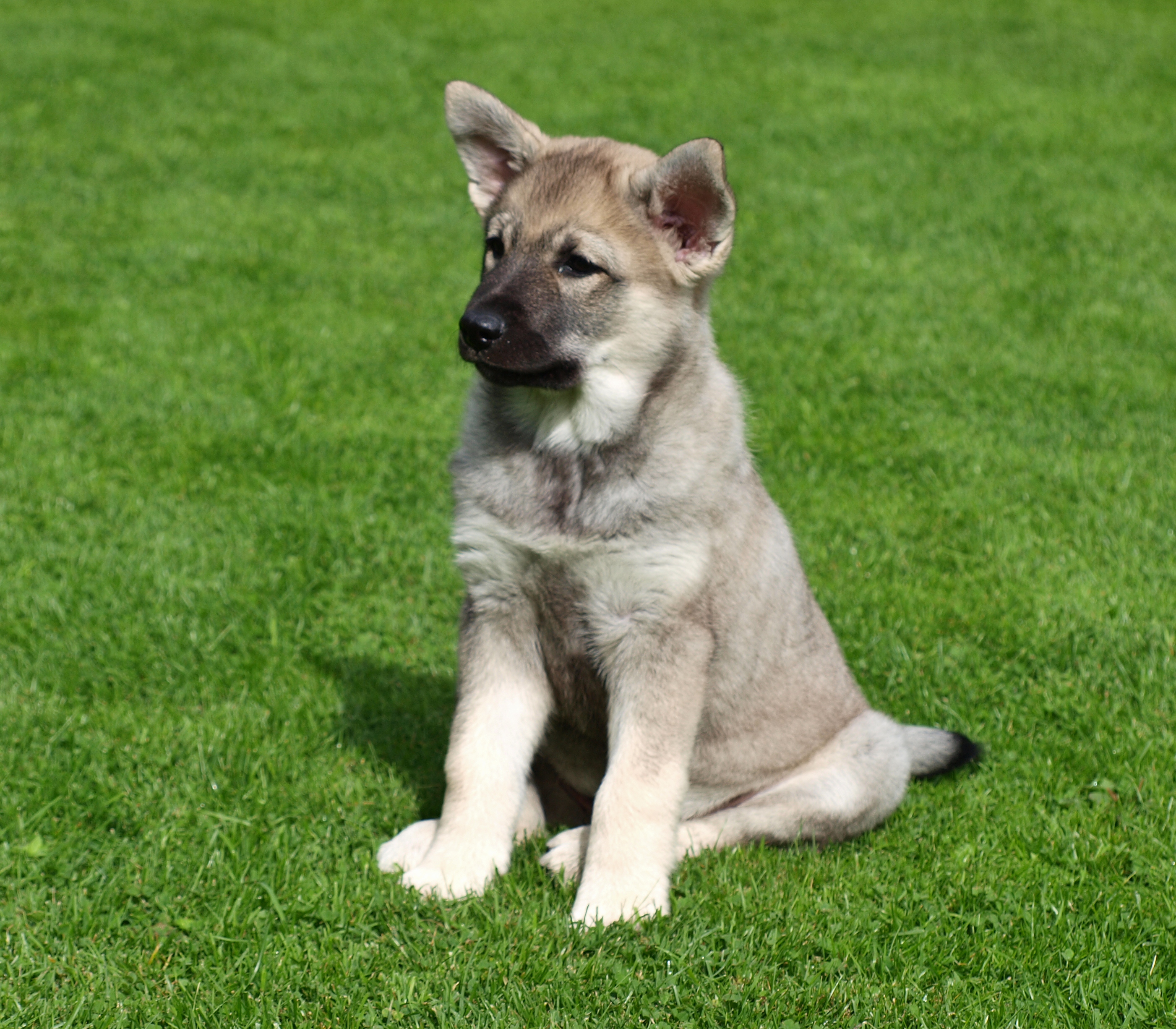 Norwegian Elkhound On The Grass Wallpaper - Norwegian Elkhound Husky Mix Puppy - HD Wallpaper 