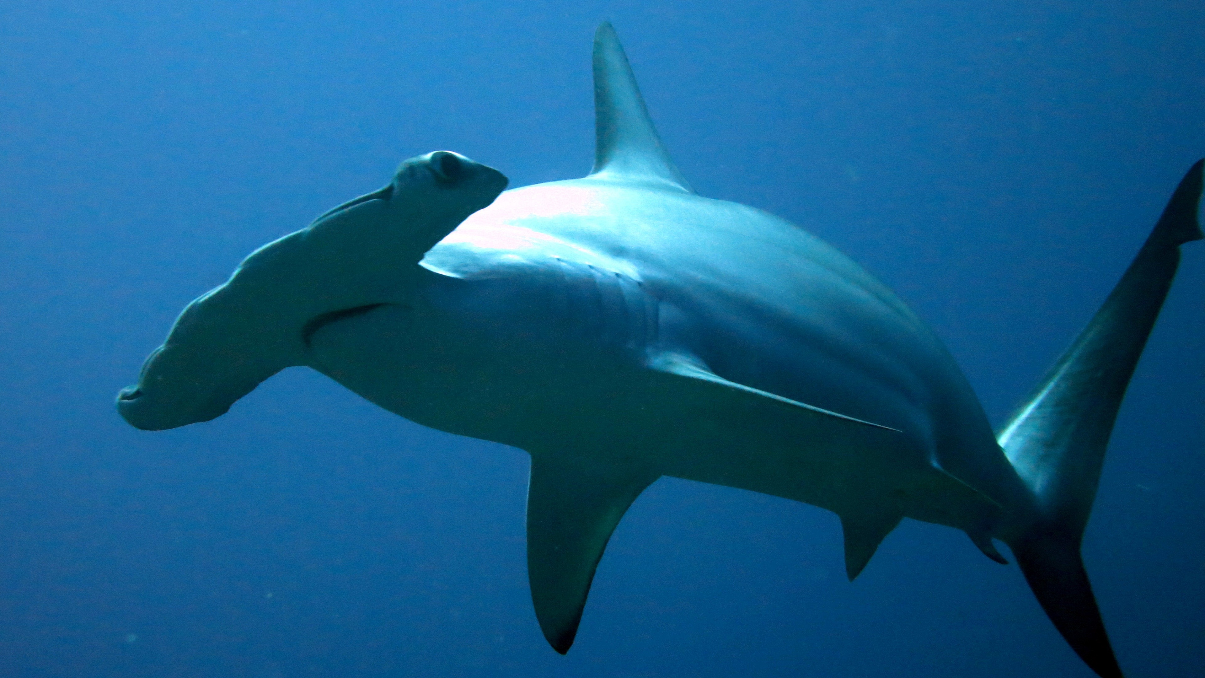 Shark Wallpaper Hd - Shark Reference - HD Wallpaper 