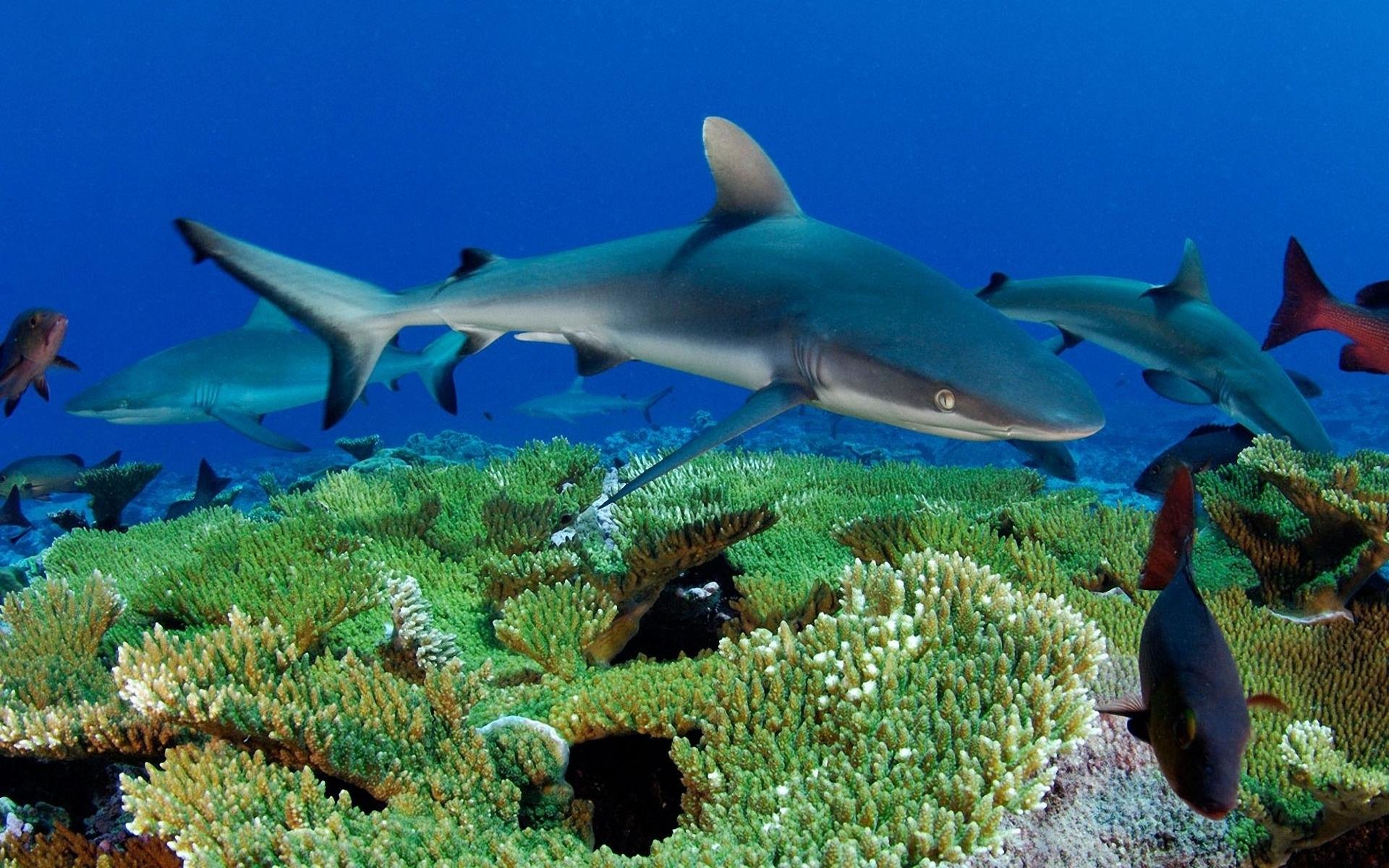 Download Hd Shark Pc Wallpaper Id - Sharks In Reefs Hd - HD Wallpaper 