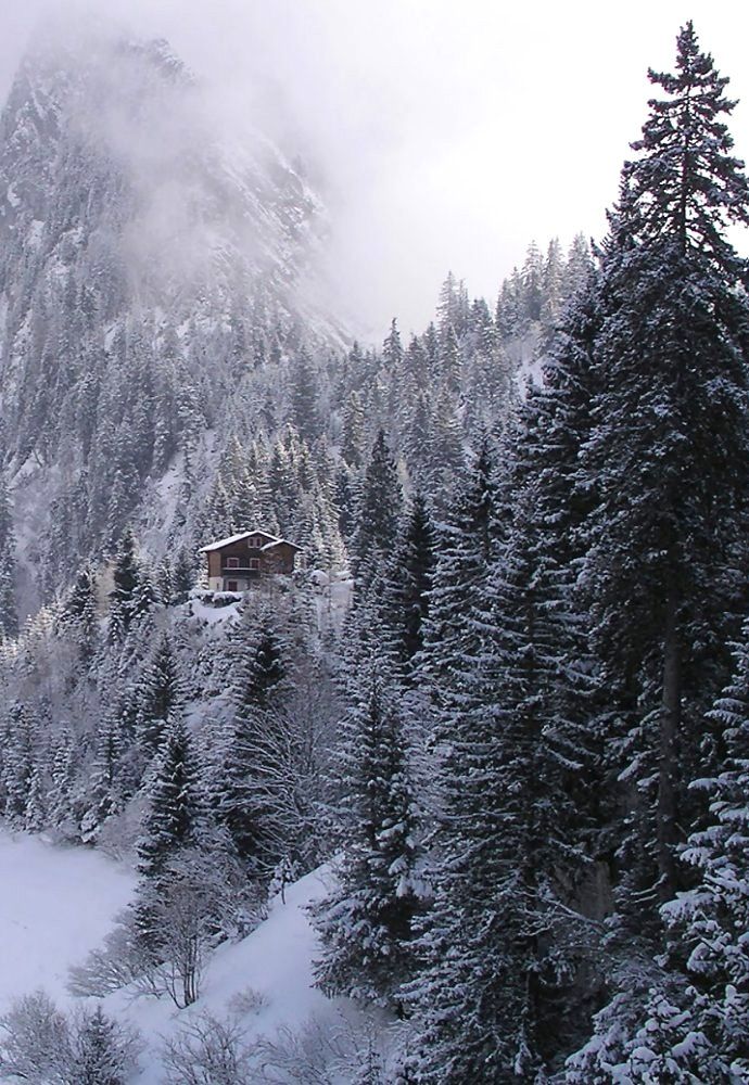 Winter Forest - HD Wallpaper 