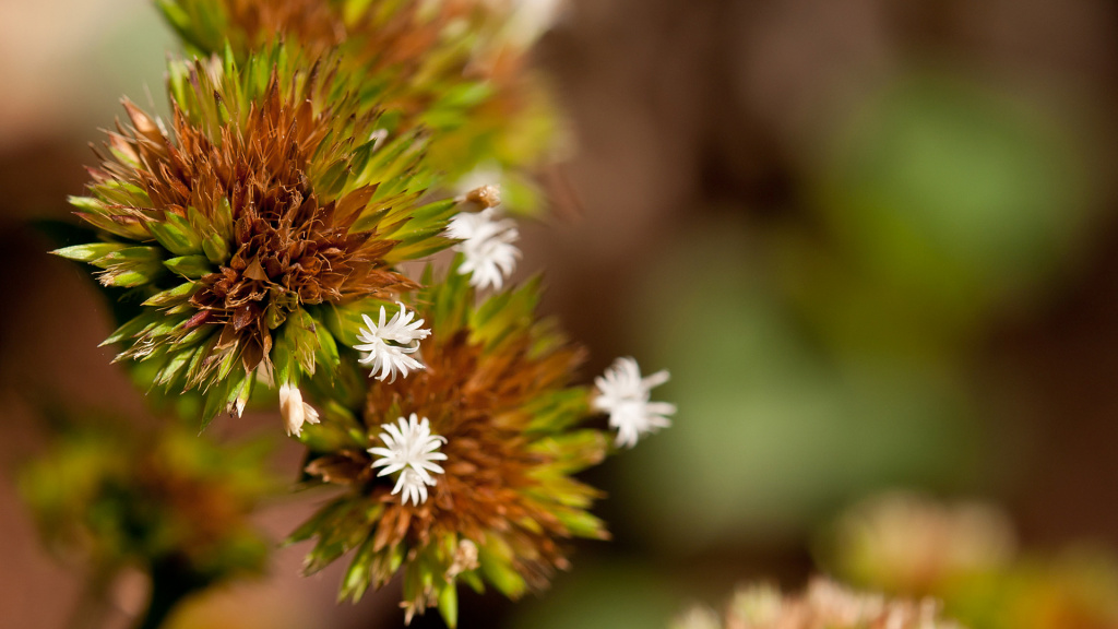 Flowers, Honolulu, Hawaii, Us Hd Wallpaper - Hawaii Flower - HD Wallpaper 