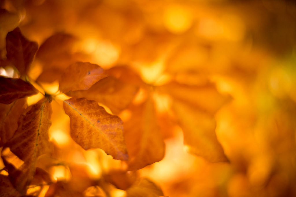 Macro Photography - HD Wallpaper 