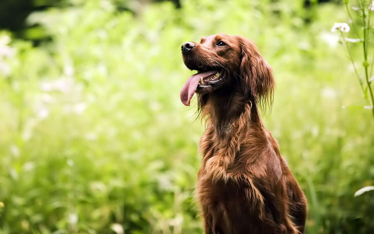 Irish Setter Hd - HD Wallpaper 