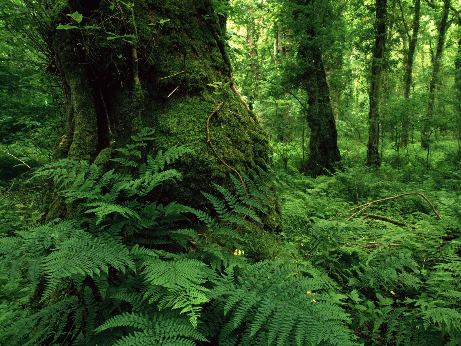 Lough Key Forest Park, Ireland - HD Wallpaper 