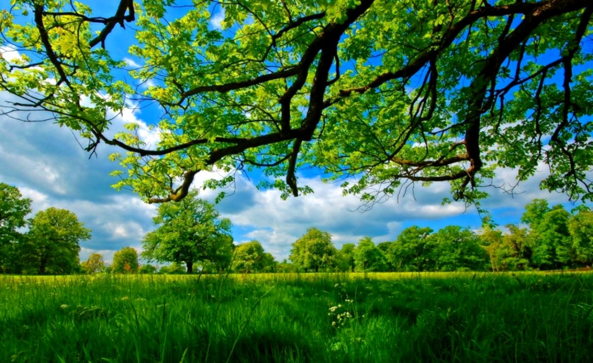 Charming Ideas Desktop Nexus Wallpapers Wallpaper Ideas - Desktop Background Hd Nature - 1203x736 Wallpaper Charming Ideas Desktop Nexus Wallpapers Wallpaper Ideas - Desktop Background Hd Nature - 1203x736 Wallpaper