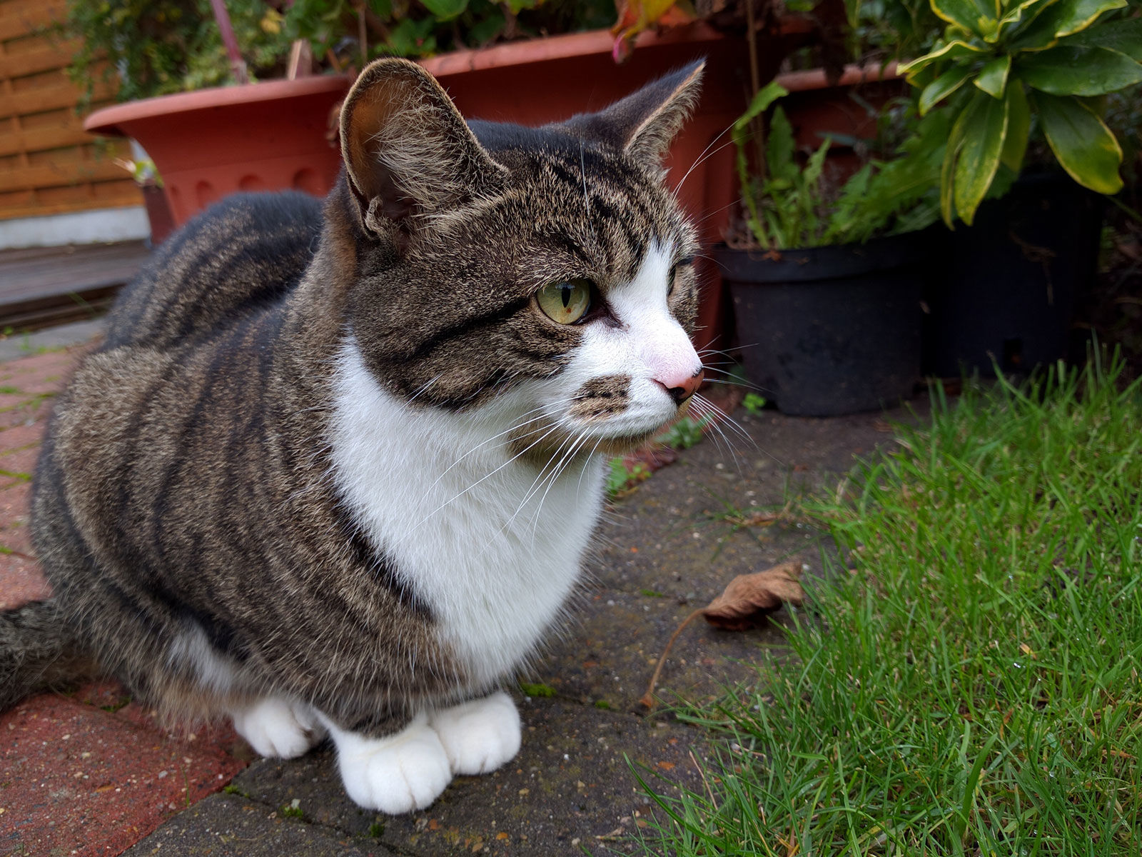 Google Nexus 6p Photography - HD Wallpaper 