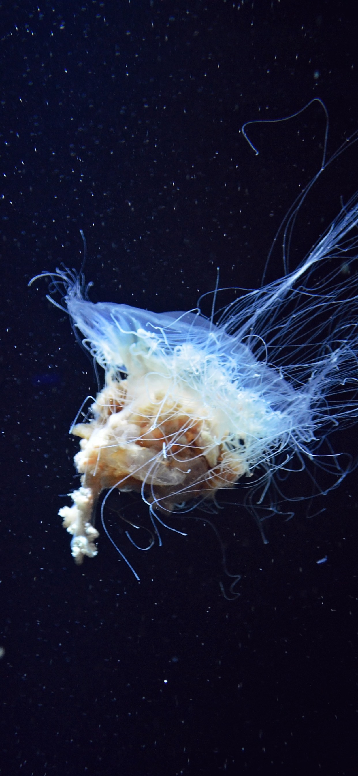 Iphone Wallpaper Beautiful Jellyfish Sea Animal Underwater Iphone 6 Jellyfish 1242x26 Wallpaper Teahub Io