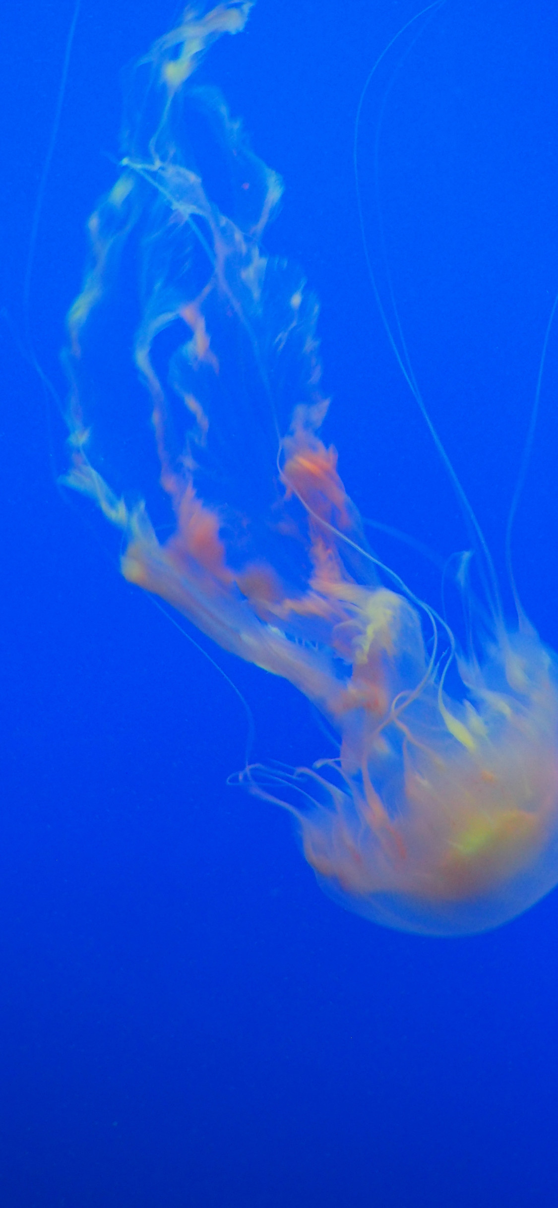 Wallpaper - HD Wallpaper 