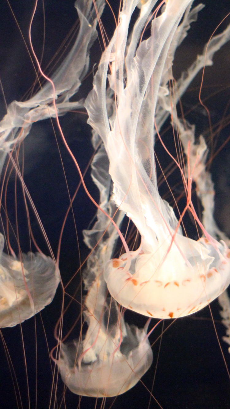 Iphone 8 Wallpaper Jellyfish - HD Wallpaper 