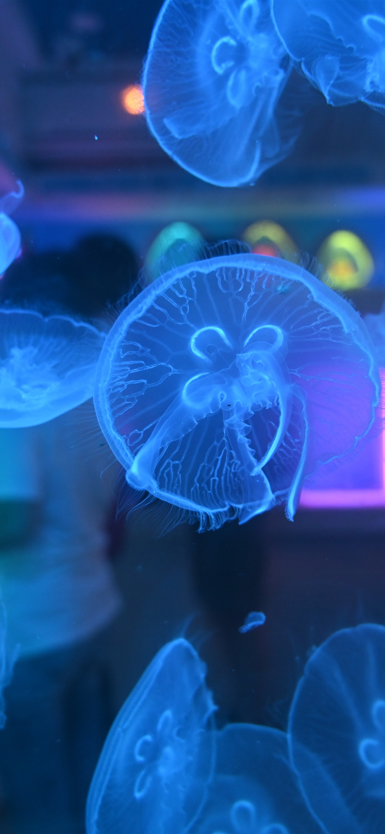Iphone Wallpaper Beautiful Jellyfish, Blue Color - Iphone Xs Max Wallpaper Jellyfish - HD Wallpaper 