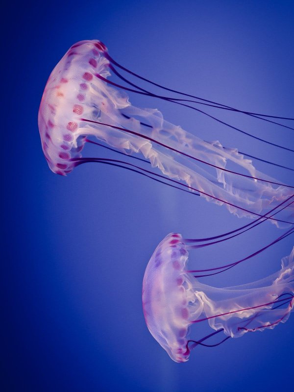 Jellyfish Wallpaper - Jellyfish - HD Wallpaper 