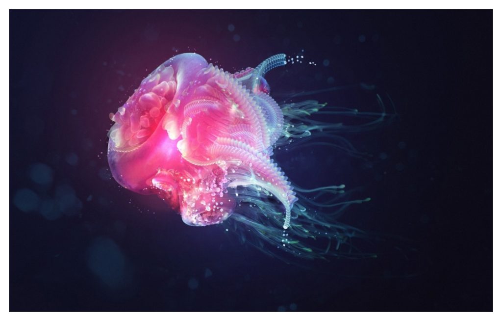 Jellyfish 4k - HD Wallpaper 