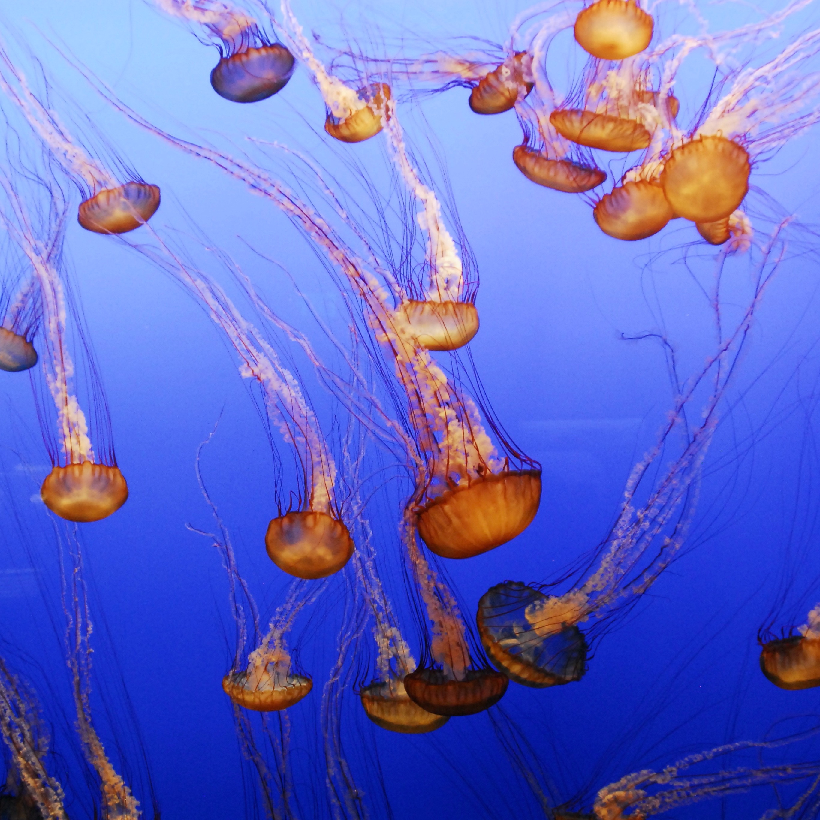 Jellyfish - HD Wallpaper 