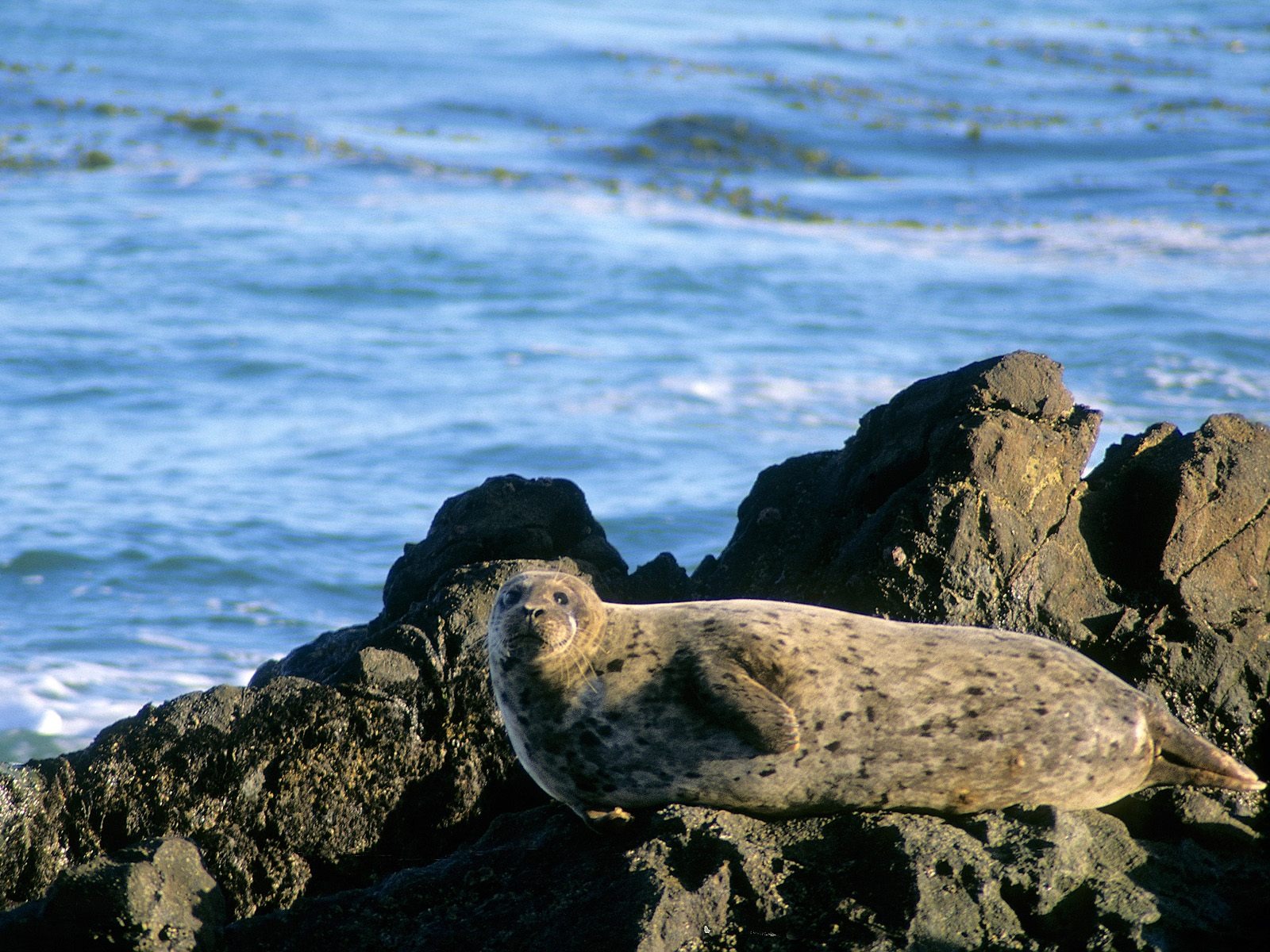 Harbor Seal - HD Wallpaper 
