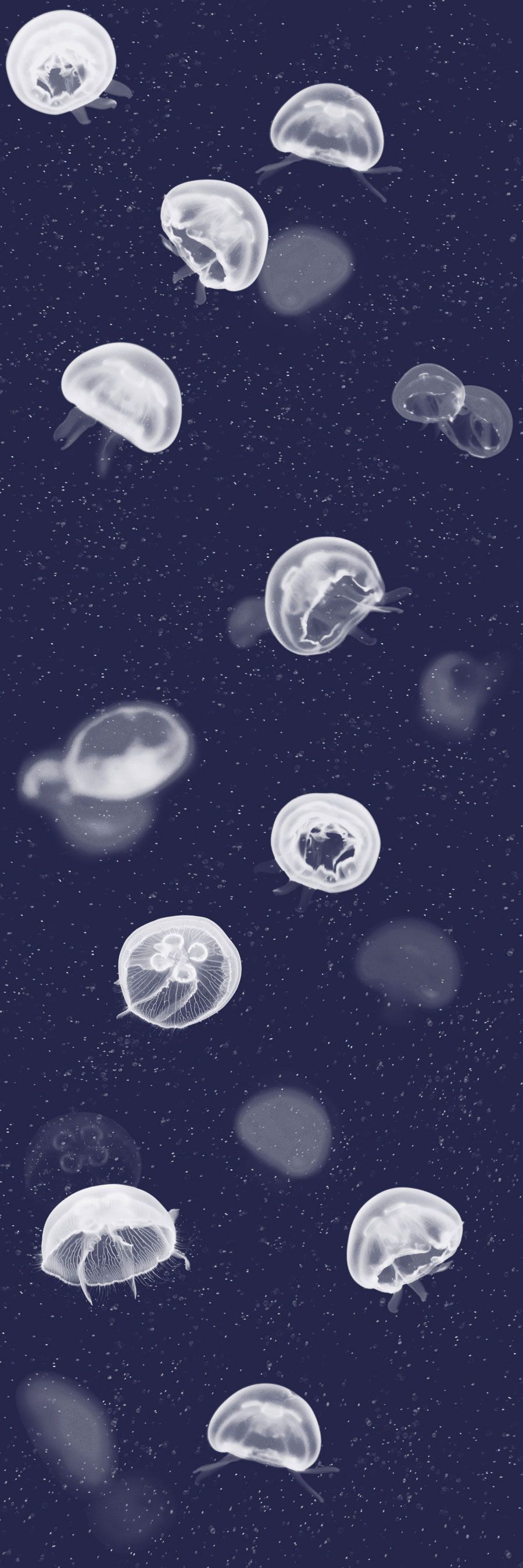 Jellyfish Phone - HD Wallpaper 