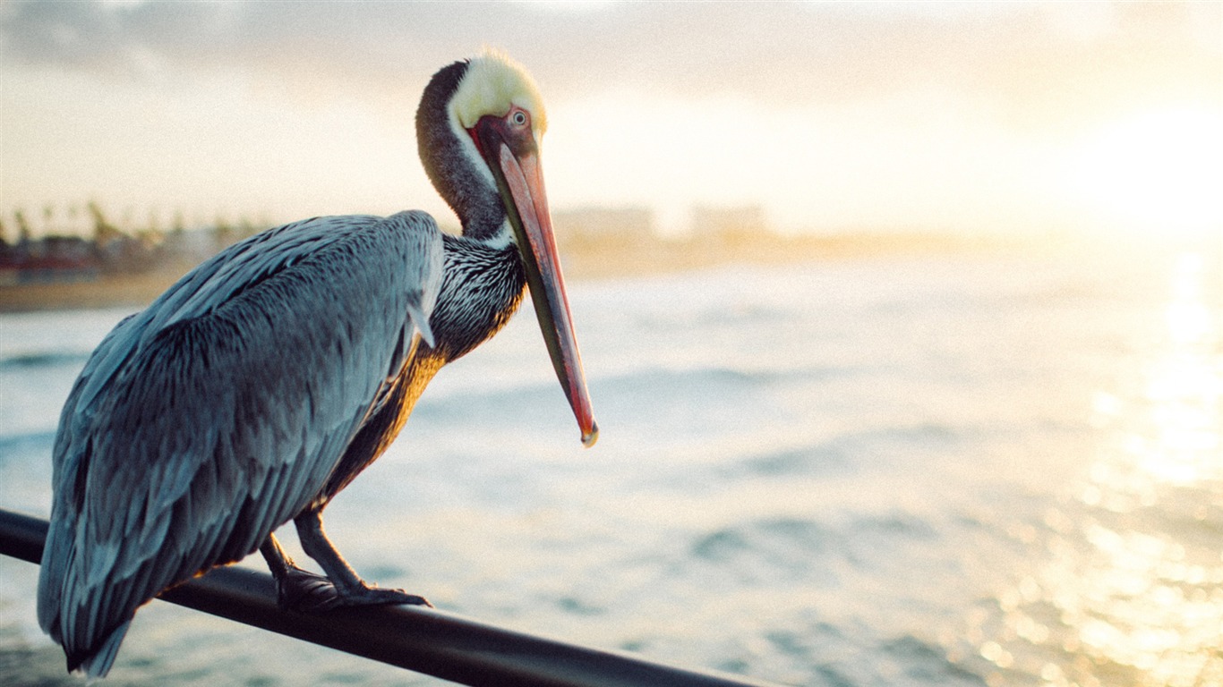 Under Sunshine Pelican Coast 2017 Hd Wallpaper2017 - Pelican Hd - HD Wallpaper 