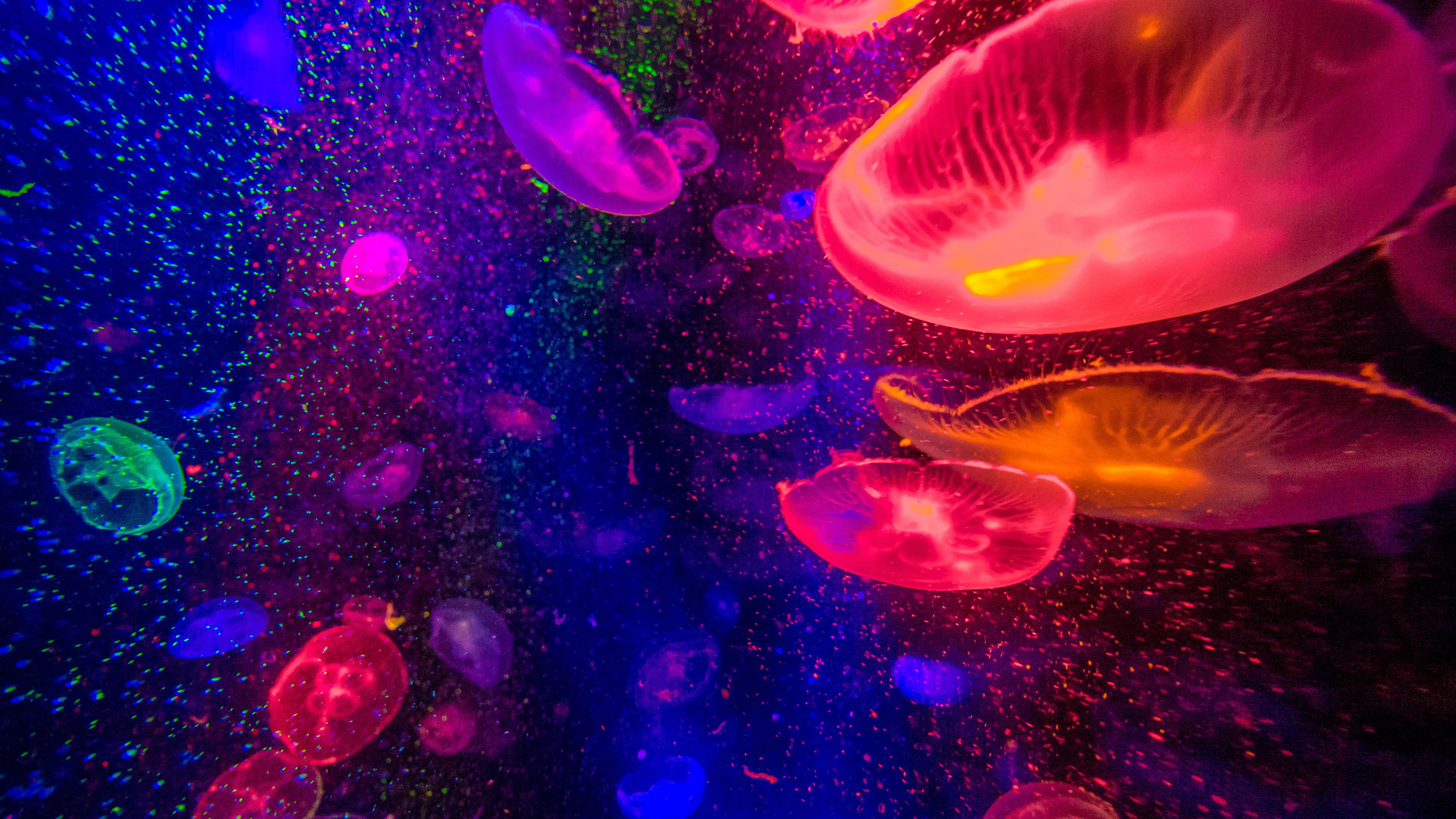 Jellyfishes 4k - Colorful Ipad Pro Wallpaper 4k - HD Wallpaper 