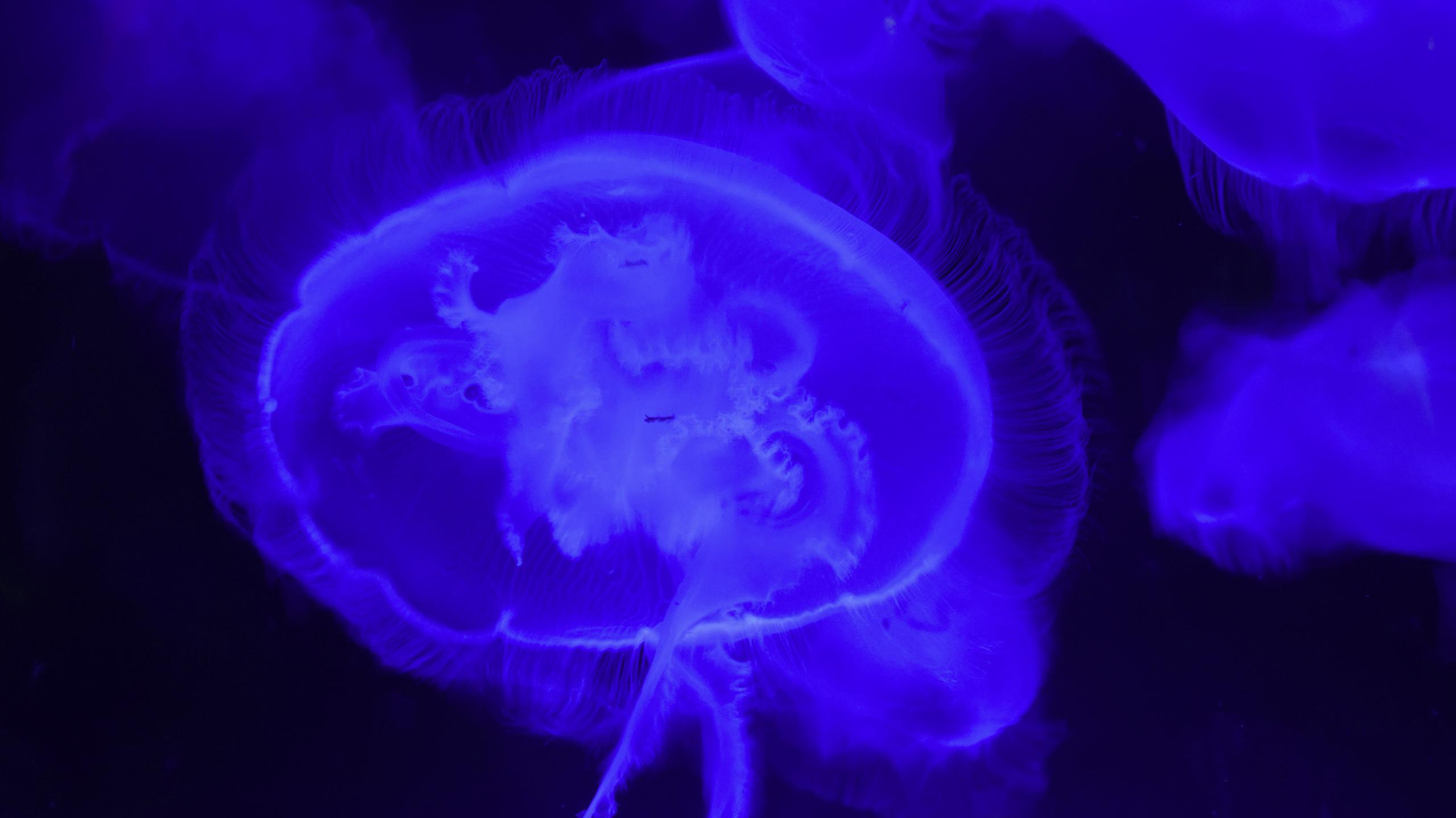 Jellyfish Wallpaper - Jellyfish - HD Wallpaper 