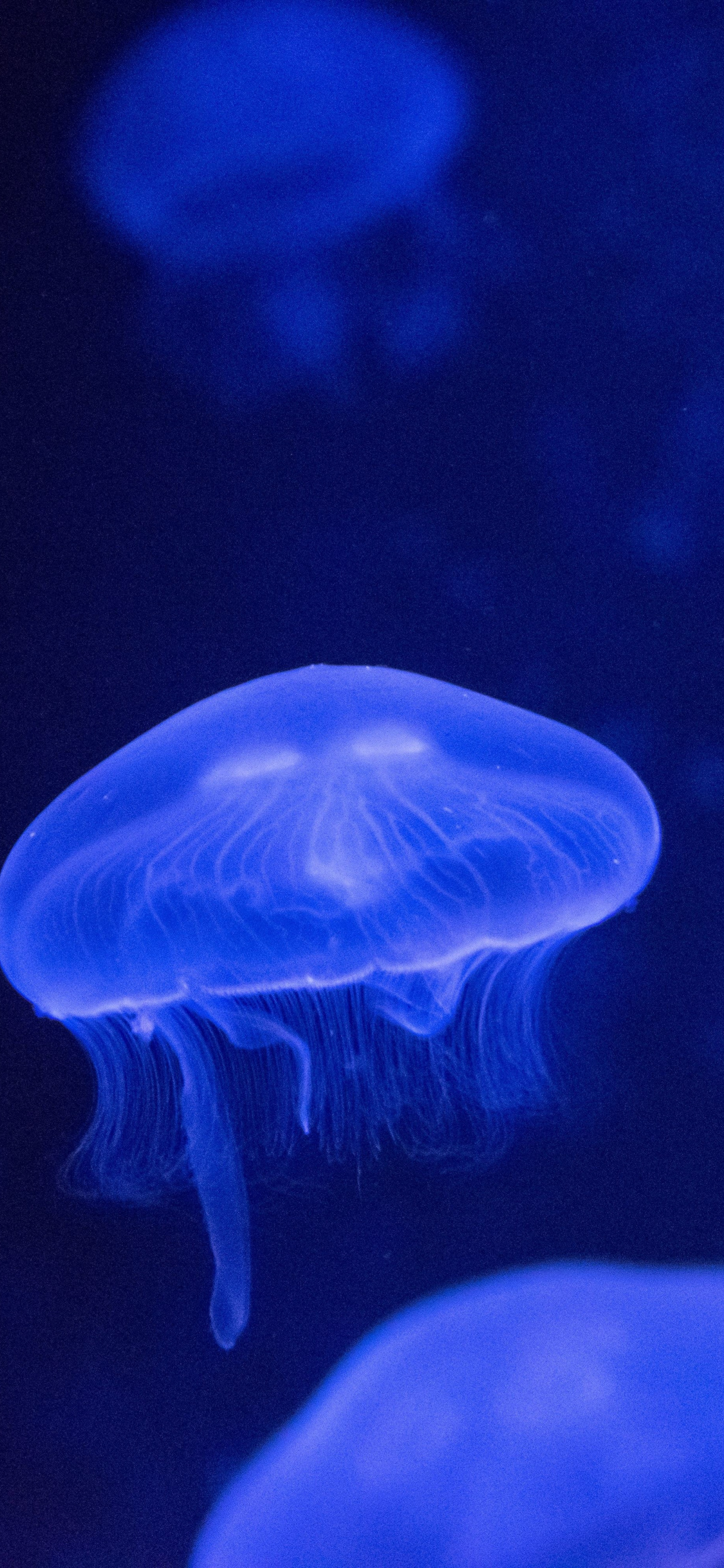 Underwater Glow Jellyfish Wallpaper Oboi Na Honor 9 Lite 1125x2436 Wallpaper Teahub Io Underwater Glow Jellyfish Wallpaper Oboi Na Honor 9 Lite 1125x2436 Wallpaper Teahub Io