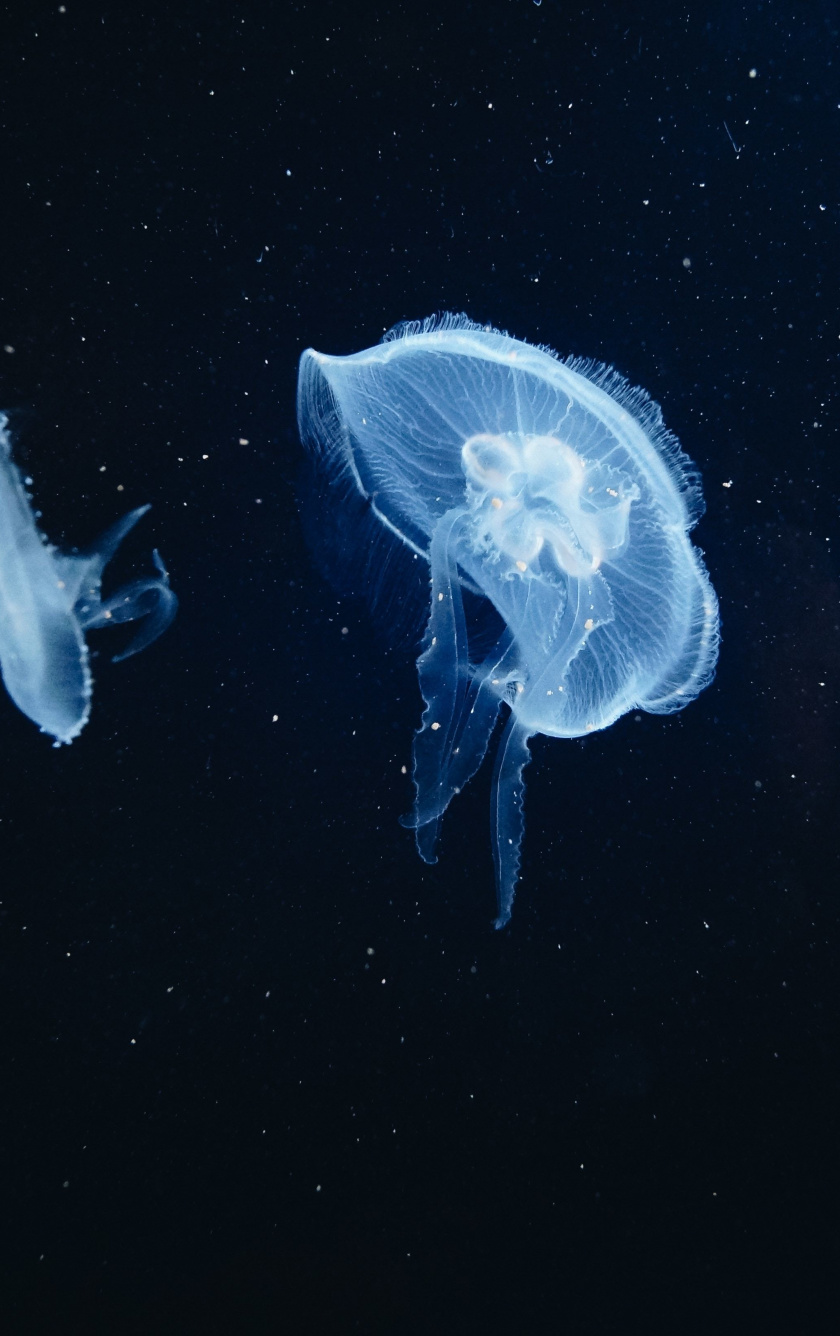 Jellyfish, Underwater, Animals, Wallpaper - HD Wallpaper 