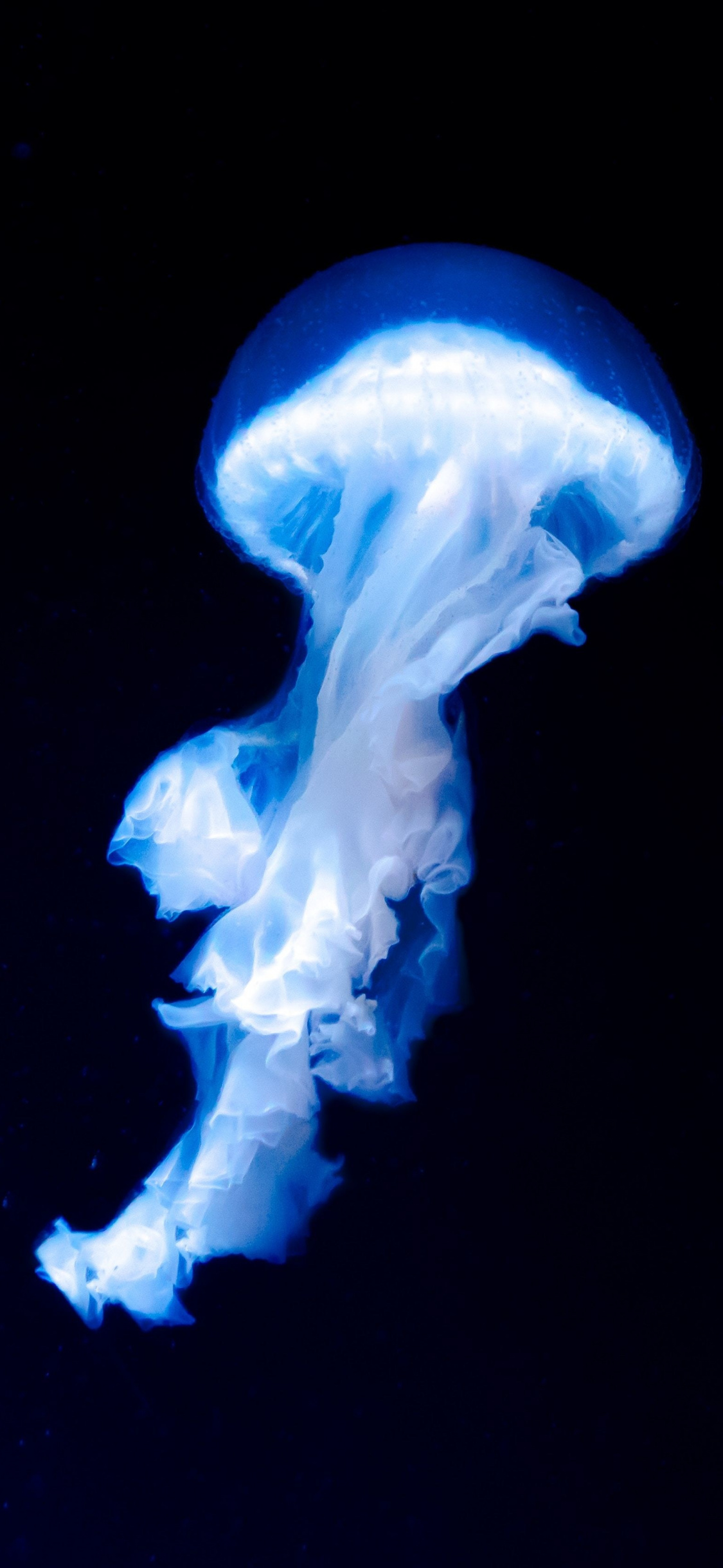Blue Jellyfish, Dark, Glow, Wallpaper - Blue Jellyfish Wallpaper Iphone -  1125x2436 Wallpaper 