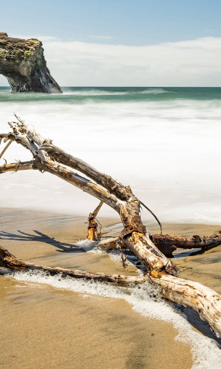 Natural Bridges State Beach Santa Cruz Ca - Driftwood - HD Wallpaper 