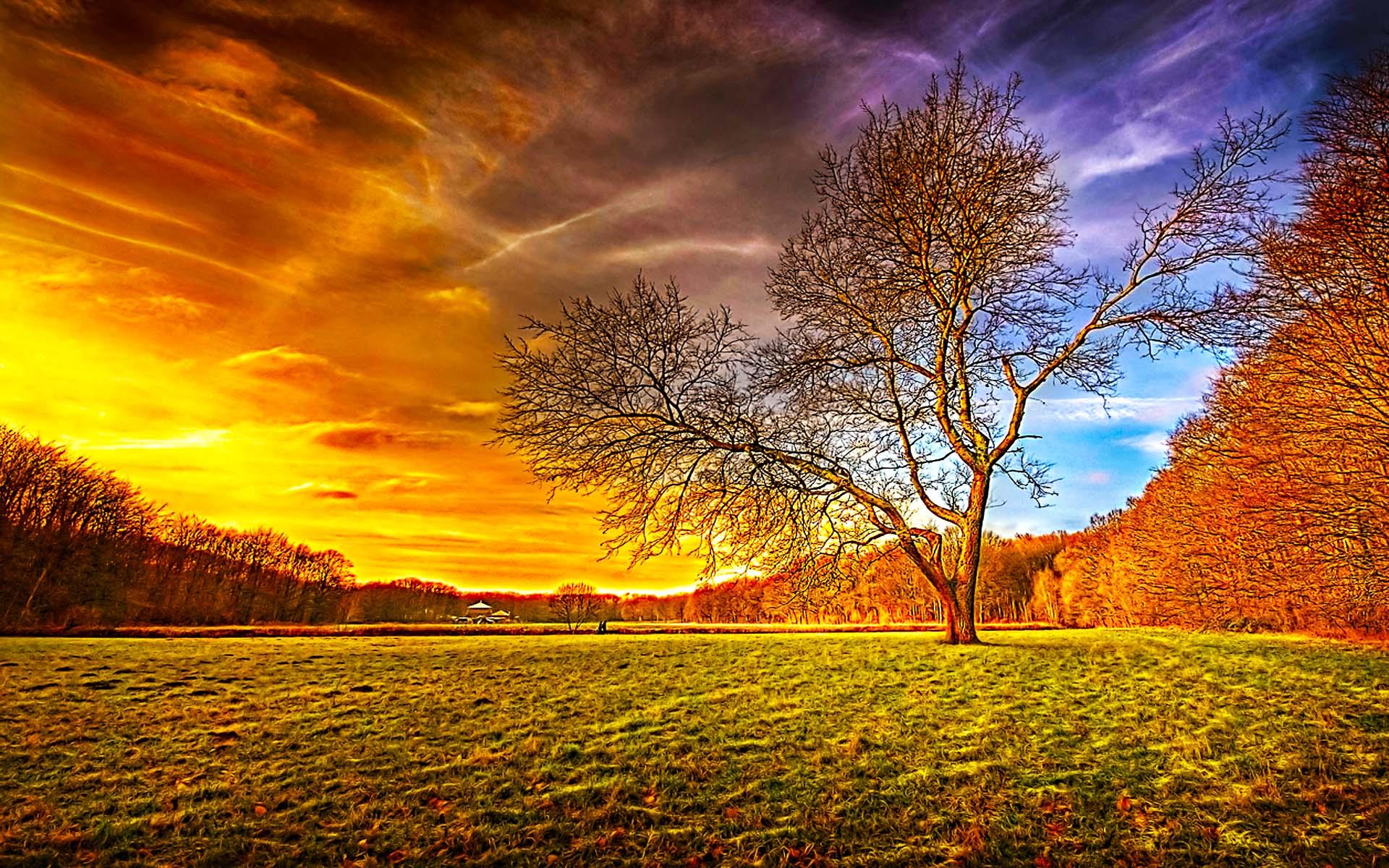 Tree Of Light - HD Wallpaper 