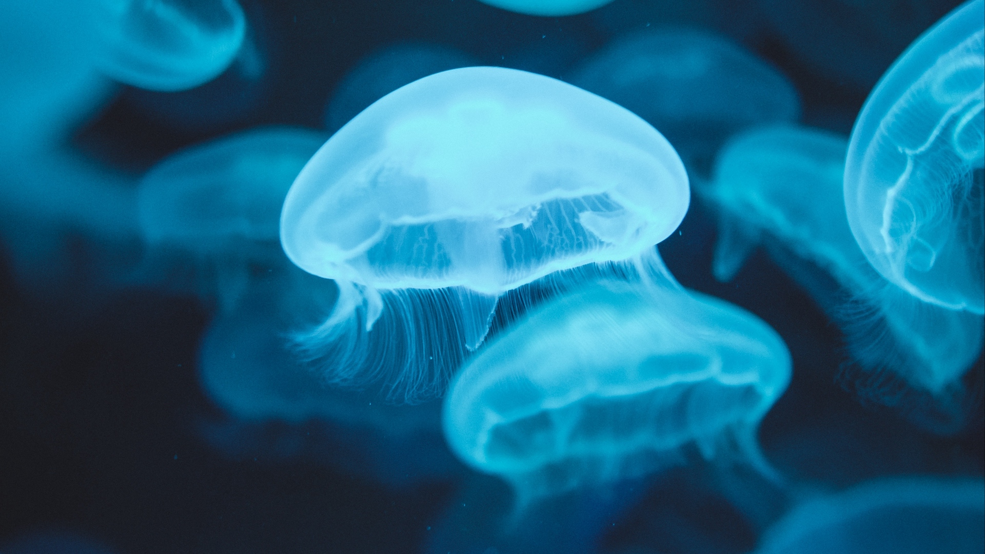 Wallpaper Jellyfish, Glow, Luminescence, Blue, Underwater - Iphone 11 Wallpaper Underwater - HD Wallpaper 