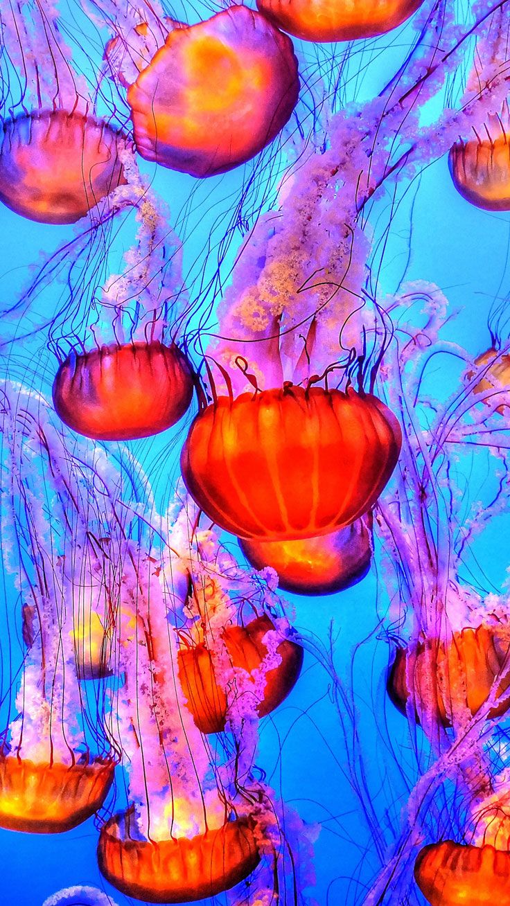 Ultra Hd Jellyfish Wallpaper Iphone - HD Wallpaper 