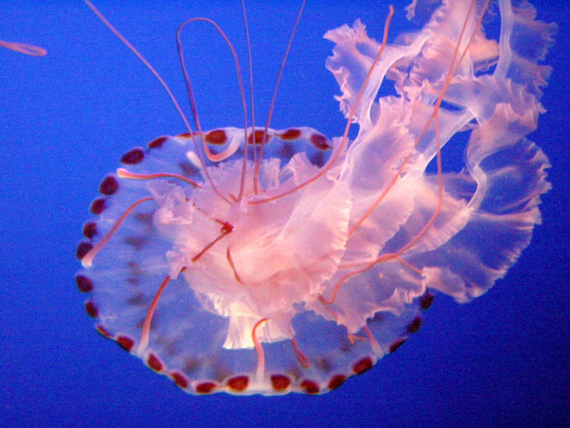 Purple Striped Jellyfish Hd - HD Wallpaper 