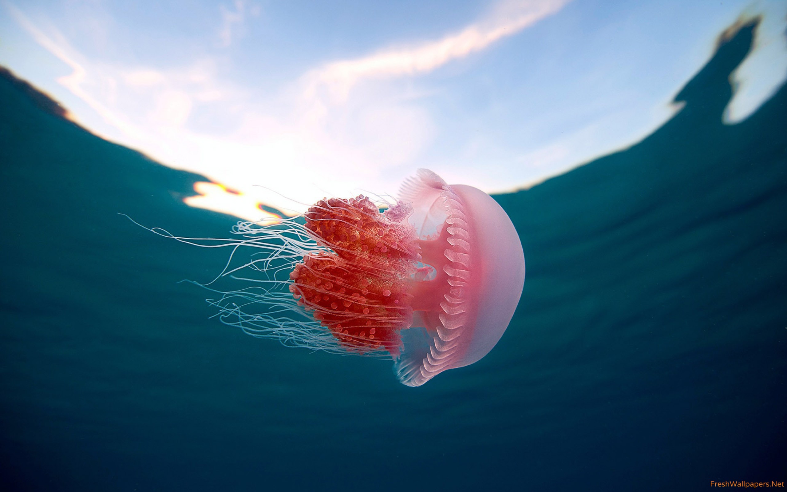 Iphone Wallpapers Cute Jellyfish 2560x1600 Wallpaper Teahub Io