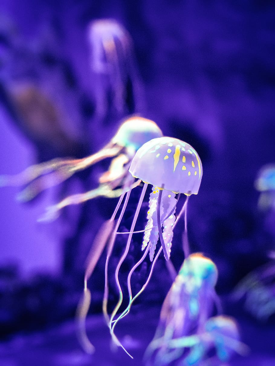 Jelly Fish, Sea Life, Animal, Invertebrate, Jellyfish, - Jellyfish - HD Wallpaper 