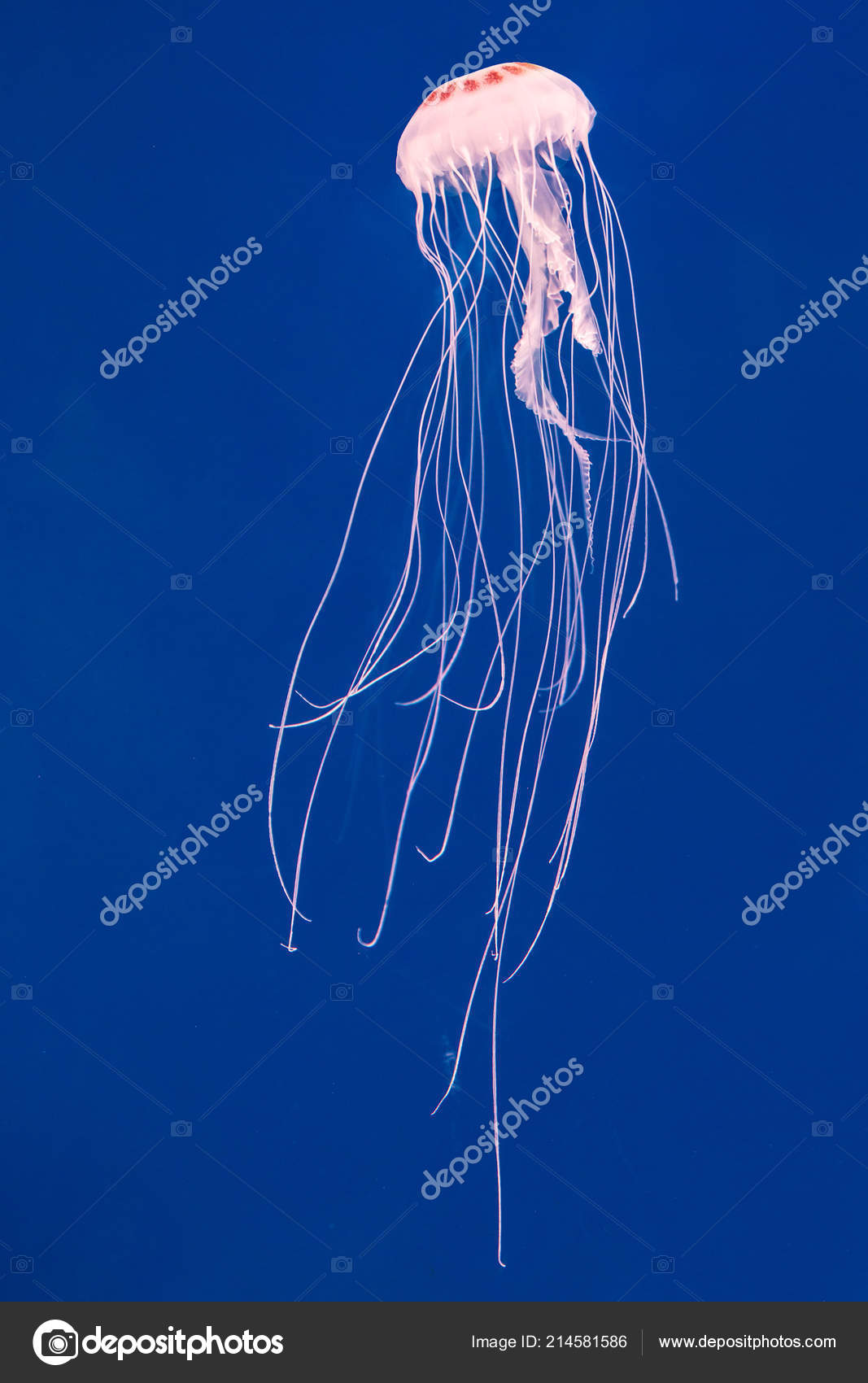 Jellyfish Stock - HD Wallpaper 