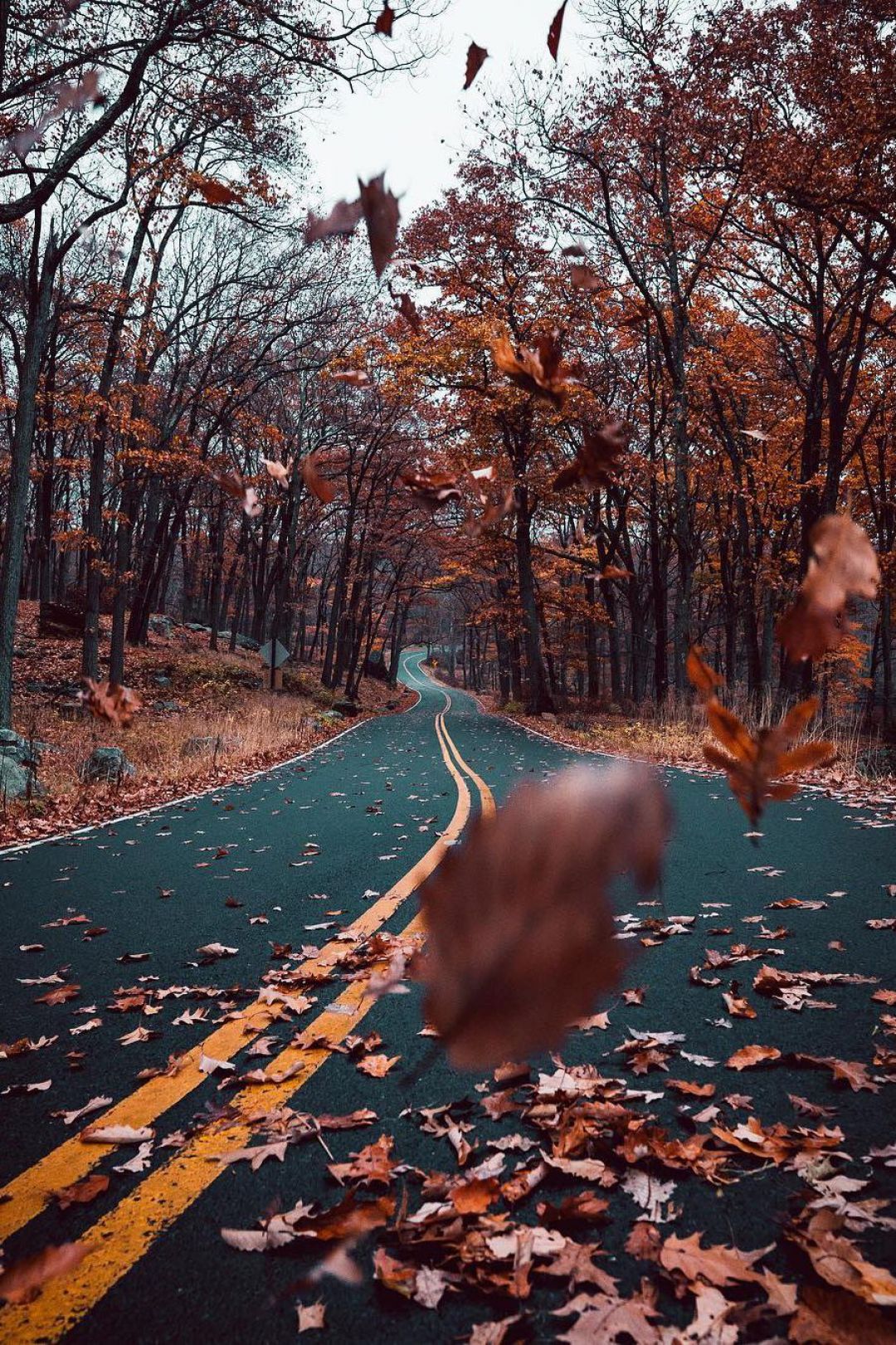 Android, Iphone, Desktop Hd Backgrounds / Wallpapers - Falling Leaves On Road - HD Wallpaper 