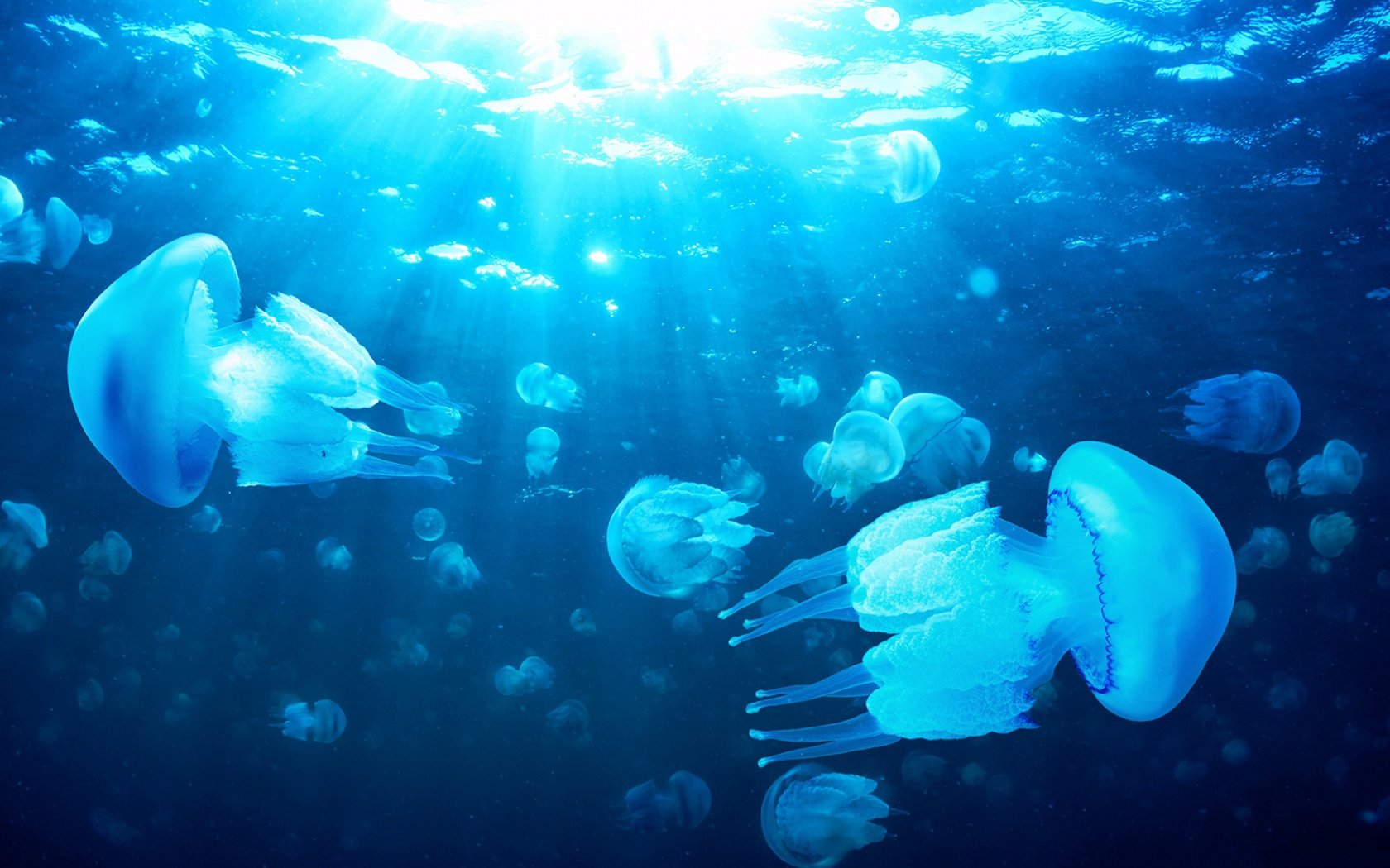 Free Download Jellyfish Background Id - Vida Marinha Mar Negro - HD Wallpaper 