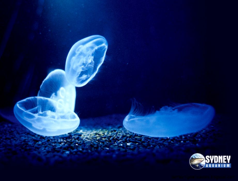 Images For Gt Moon Jellyfish Wallpaper Hd 1024x768px - Wallpaper - HD Wallpaper 