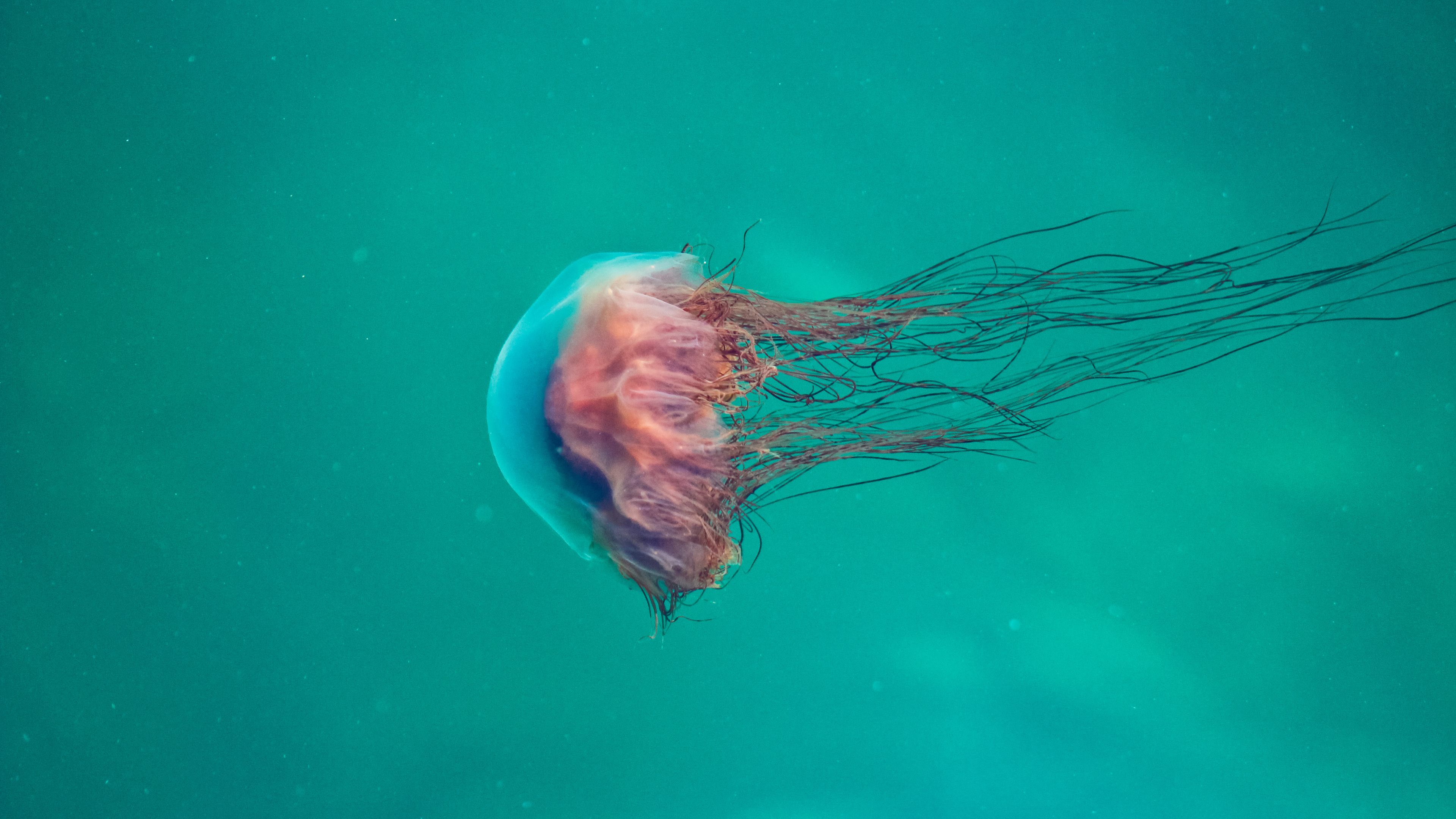 Pink Jellyfish 4k - HD Wallpaper 