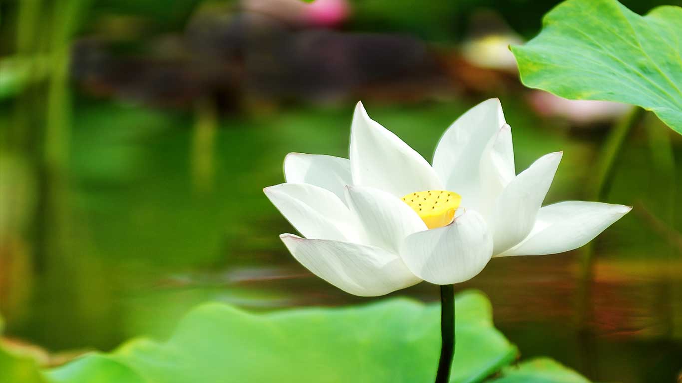 Mindfulness-based Stress Reduction Class Accepting - Stress Stress Reduction Mindfulnes - HD Wallpaper 