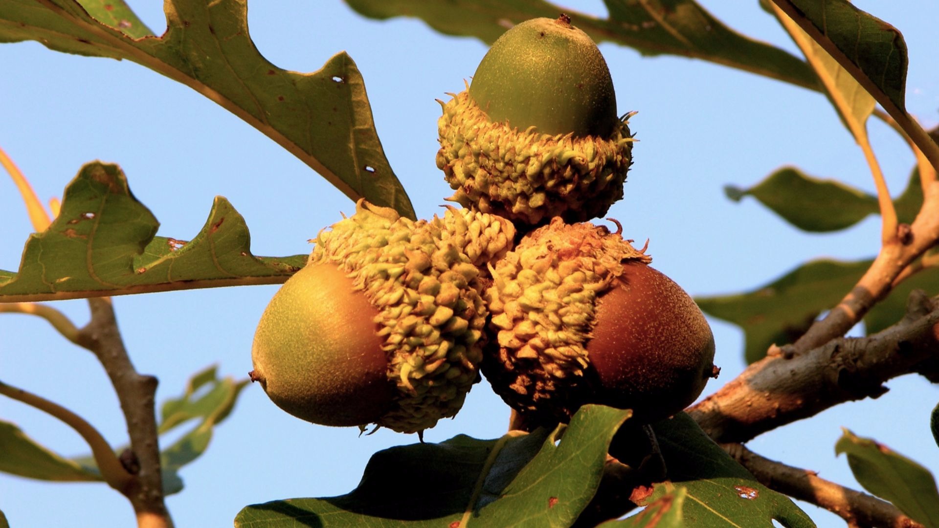 Bur Oak Tree Acorn - HD Wallpaper 