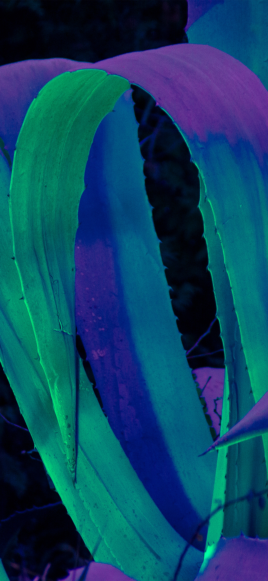 Com Apple Iphone Wallpaper Wa09 Leaf Blue Purple Green - Iphone Hd Wallpapers Purple Blue - HD Wallpaper 