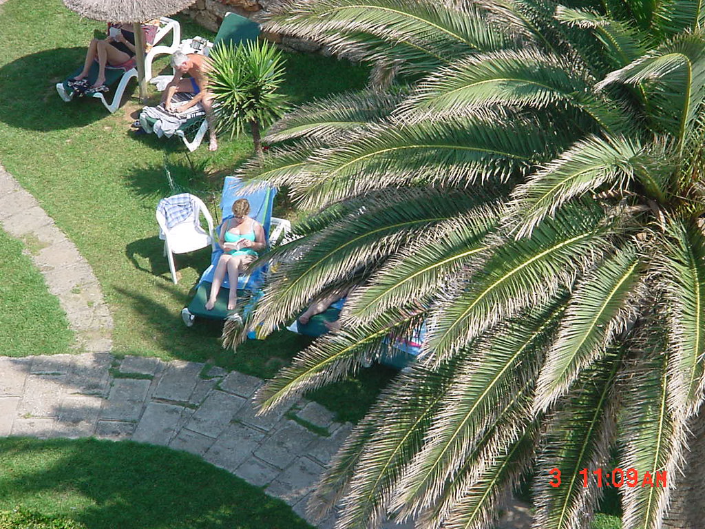 Attalea Speciosa - HD Wallpaper 