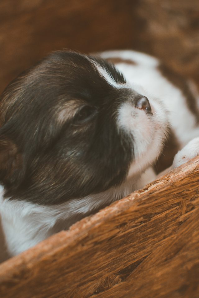 Puppy Dog Full Images Hd - HD Wallpaper 