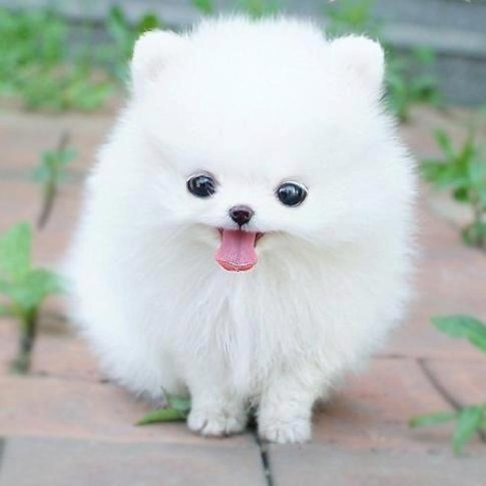 Beautiful Cute Dog Wallpaper - Cute Dogs - 960x960 Wallpaper Beautiful Cute Dog Wallpaper - Cute Dogs - 960x960 Wallpaper