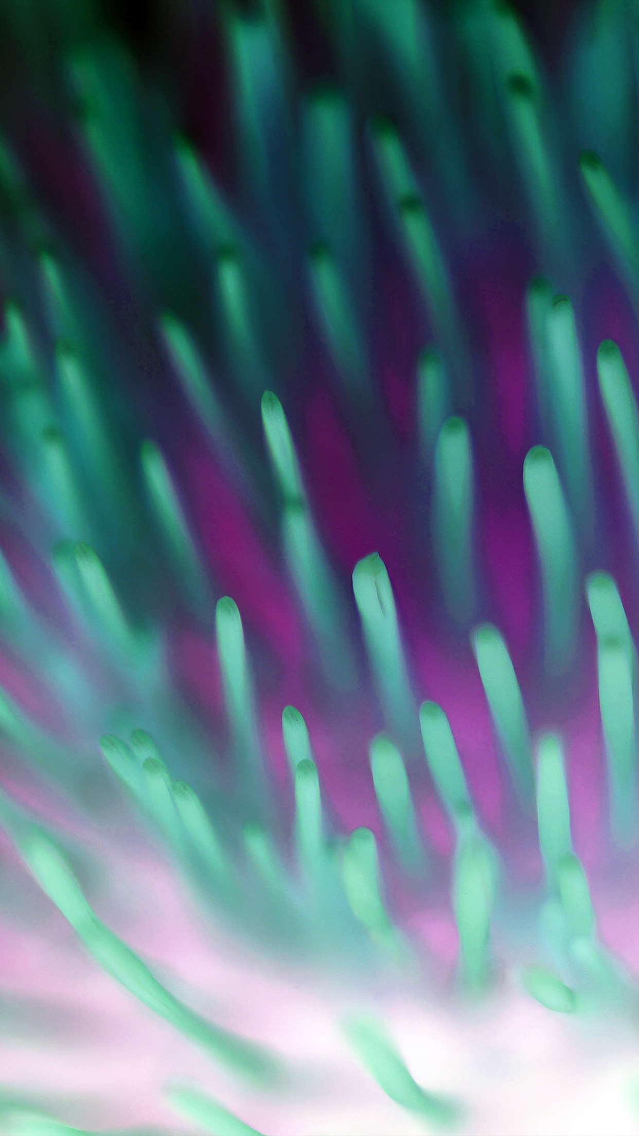 Iphone 6 - HD Wallpaper 