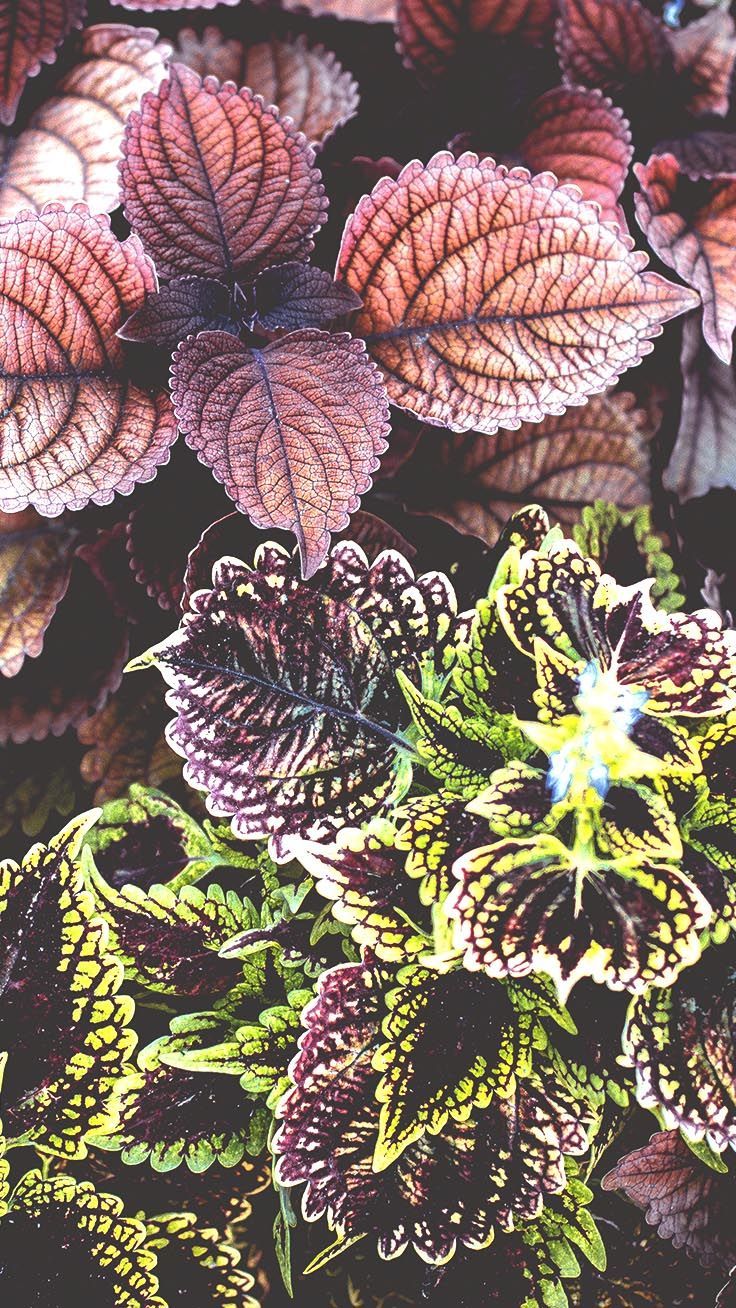 Coleus Hd - 736x1308 Wallpaper - teahub.io